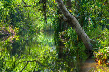 Kerala Backwaters meandering jungle river