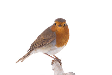 European robin (Erithacus rubecula)