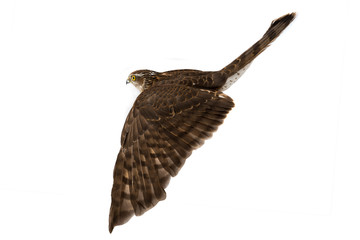 falcon in flight isolated