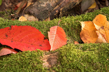 Fallen leaves in autumn. An old stump from a tree covered with moss.