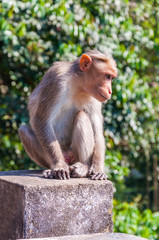 Bonnet Macaque sitting on concrete cube