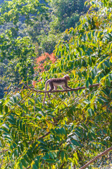 Bonnet Macaque monkey on the tree