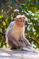 Bonnet Macaque sitting on concrete cube