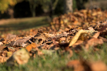 Fallen leaves in autumn. The sun shines on the leaves in the garden.