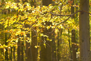 Leuchtend gelbes Herbstlaub im Wald