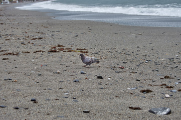 paloma sobre la playa de la herradura un dia de lluvia