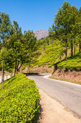 Obraz premium The road through tea plantations in Munnar mountains