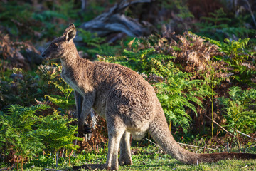 Eastern grey kangaroo (Macropus giganteus) spotted late afternoon on the track to Cotters beach in Wilson's Promontory national park, Victoria, Australia