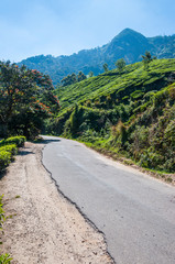 Fototapeta na wymiar The road through tea plantations in Munnar mountains