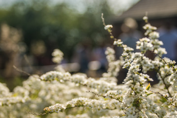 white flowers on tree