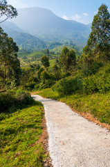 The bent road in Munnar mountains