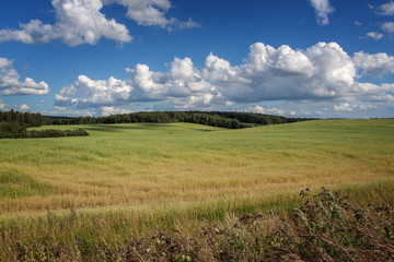 Fototapeta premium Beauty of the Russian fields.