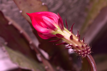 Fototapeta na wymiar cactus flower macro