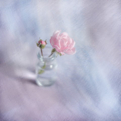 canvas-still-life_024