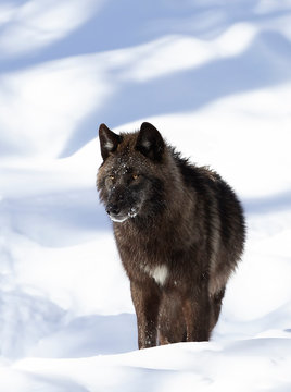 Fototapeta A lone Black wolf (Canis lupus) isolated on white background walking in the winter snow in Canada