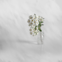 canvas-still-life_017