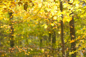 Leuchtend gelbes Herbstlaub im Wald