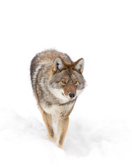 A lone coyote (Canis latrans) isolated on white background walking and hunting in the winter snow in Canada