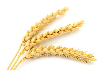 Ripe ears of wheat.