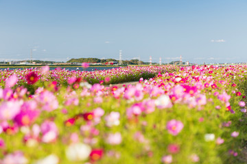 秋桜と青空