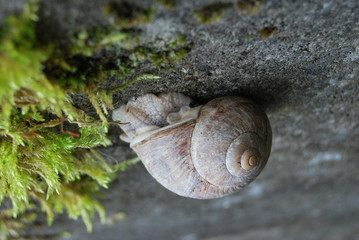 Weinbergschnecke (Helix pomatia)