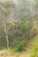 Wild herd of Indian Bisons Gaur in fog at sunrise