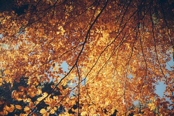 bottom view of autumnal tree with golden leaves in front of blue sky, Carpathians, Ukraine