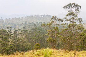 Fototapeta premium Foggy sunrise in Periyar National Park, Thekkady, Kerala, India.