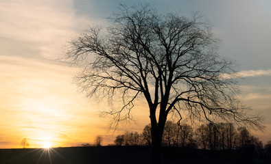 Fototapeta na wymiar Sillouette eines Baumes im Sonnenuntergang