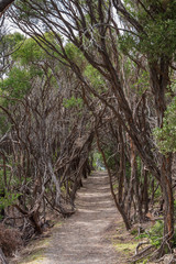 Fototapeta premium Forested part of the Oberon Bay walking track in Wilsons promontory national park, Victoria, Australia