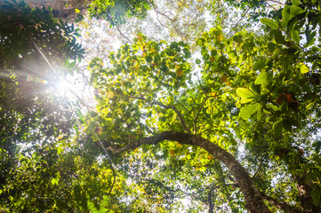 Sunlight through the jungle flora in Periyar National Park, India.