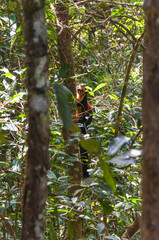 Indian Malabar giant squirrel, on the tree in Periyar Forest