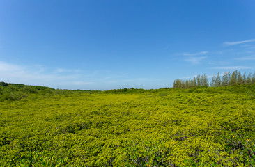 Fototapeta premium Green field with blue sky
