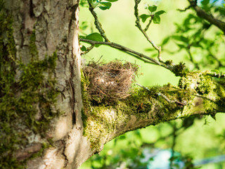 Obraz premium Vegelnest auf Ast