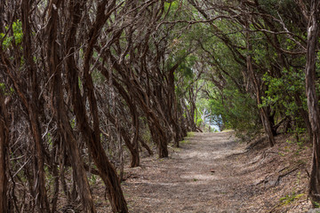 Forested part of the Oberon Bay walking track in Wilsons promontory national park, Victoria, Australia
