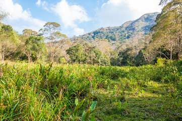 Scenic landscape of Periyar National Park, Thekkady, Kerala, India.