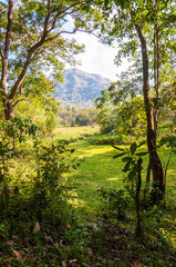 Fototapeta na wymiar Scenic landscape of Periyar National Park, Thekkady, Kerala, India.