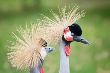 Exotic birds , cranes in nature