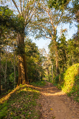 Fototapeta na wymiar Scenic landscape of Periyar National Park, Thekkady, Kerala, India.