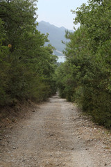 Fototapeta na wymiar An unpaved path going through a forest in the mountains of Mallos de Riglos, in the Pyrenees mountains, Spain