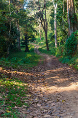 Obraz premium Scenic landscape of Periyar National Park, Thekkady, Kerala, India.