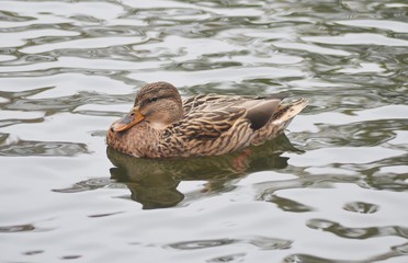 duck in water