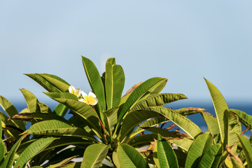 Plumeria Tree with White and Yellow Frangipani Flowers