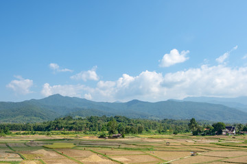 Fototapeta premium Paddy fields in the countryside background mountains and trees.