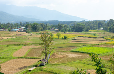 Paddy fields in the countryside background mountains and trees.