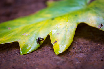 Monte Iberia eleuth frog (8mm) in Alejandro de Humboldt park, Cuba