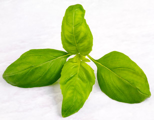 BASIL LEAVES
