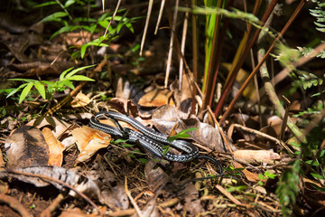 Snake in Alejandro de Humboldt national park, Cuba
