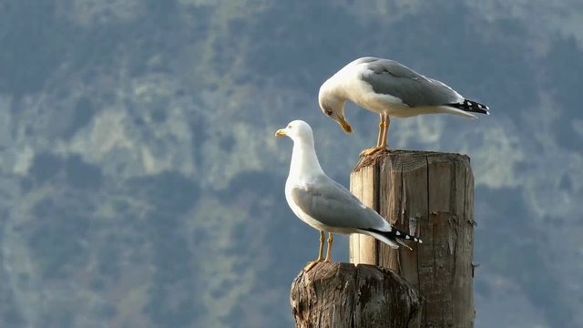 seagulls sitting on a wooden post
