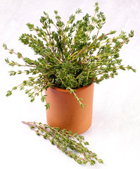 POT OF THYME